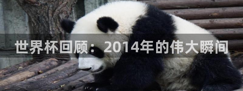 预选赛世界杯:世界杯回顾:2014年的伟大瞬间
